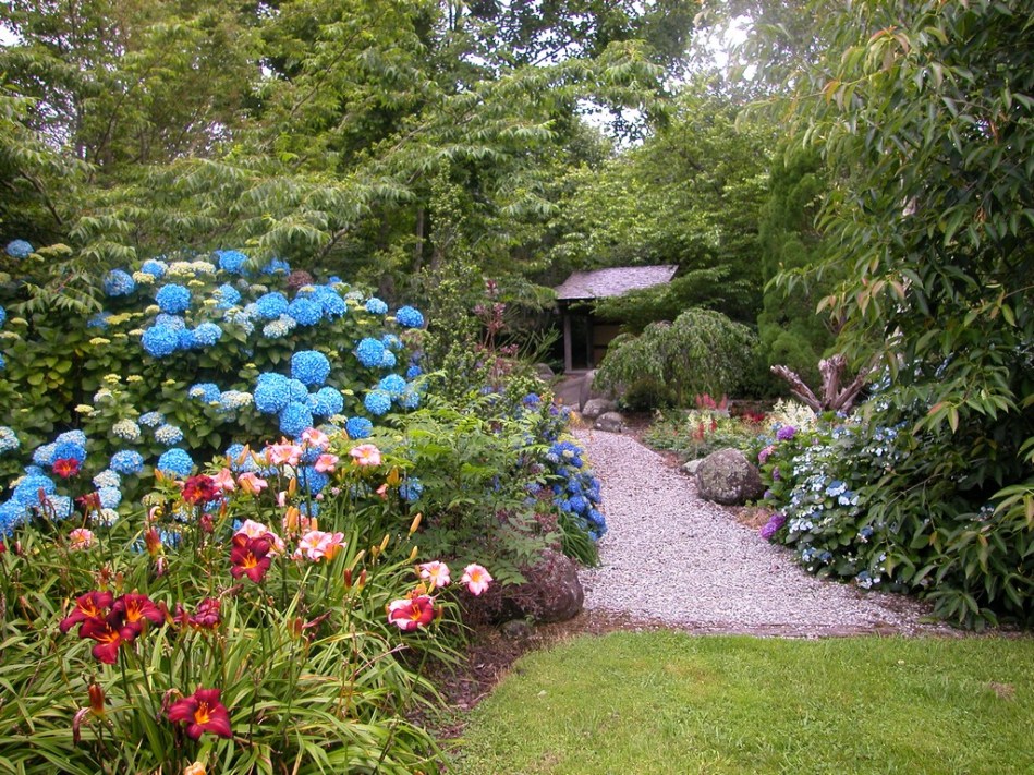 Hydrangea macrophylla Gartenbaudirektor Kuhnert