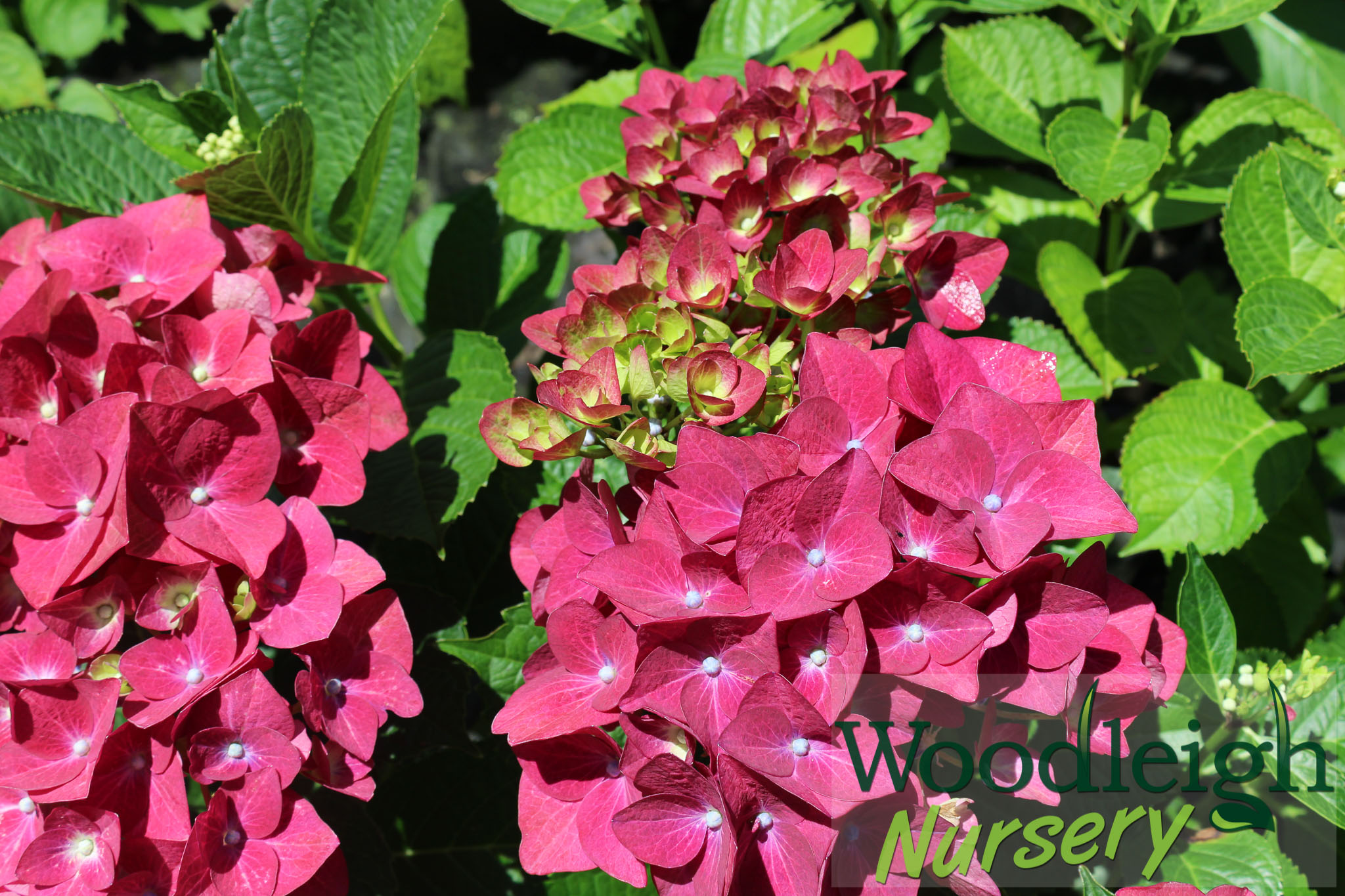 Hydrangea macrophylla Green Shadow