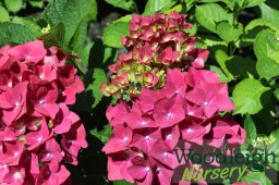 Hydrangea macrophylla Green&nbsp;Shadow