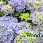 Hydrangea macrophylla Heinrich Seidel