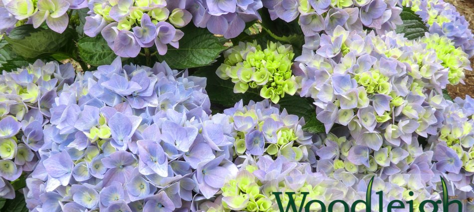 Hydrangea macrophylla Heinrich Seidel