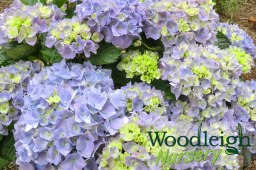 Hydrangea macrophylla Heinrich&nbsp;Seidel