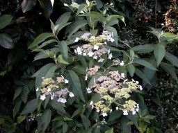 Hydrangea heteromalla