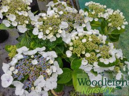 Hydrangea macrophylla Libelle (Teller&nbsp;White)