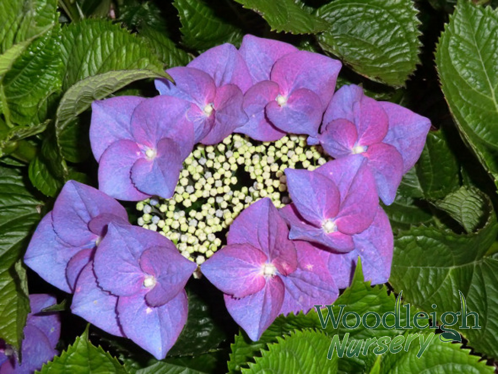 Hydrangea macrophylla Fasan (Pheasant)