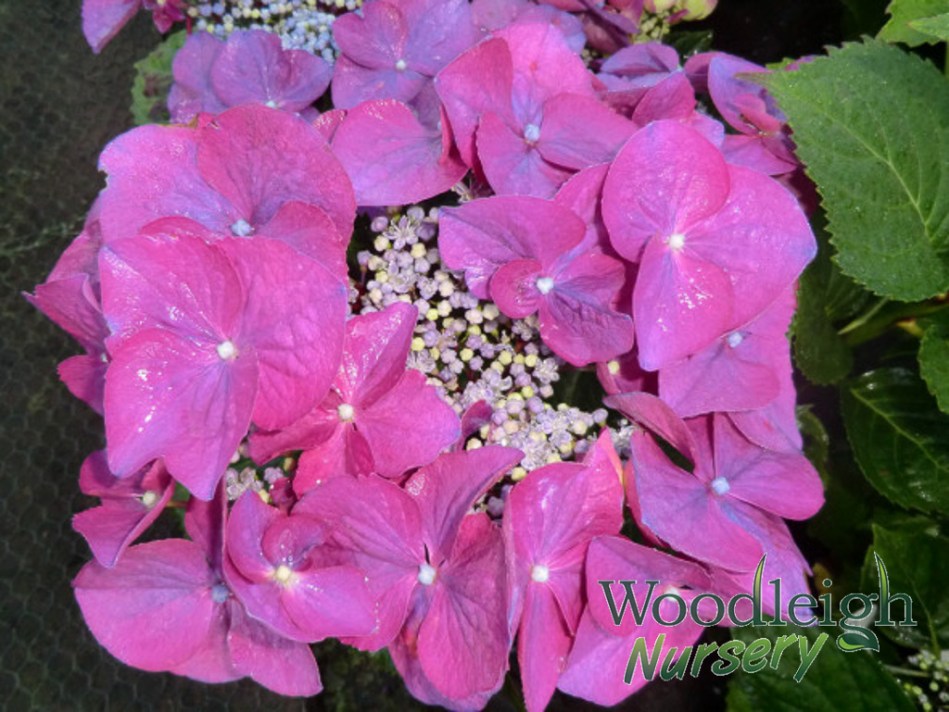 Hydrangea macrophylla Fasan (Pheasant)