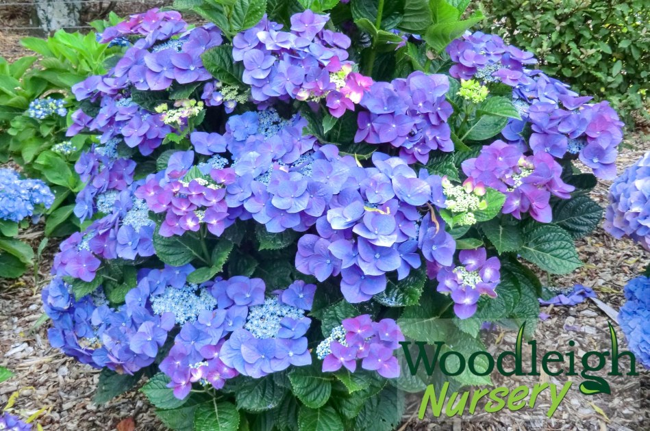 Hydrangea macrophylla Fasan (Pheasant)