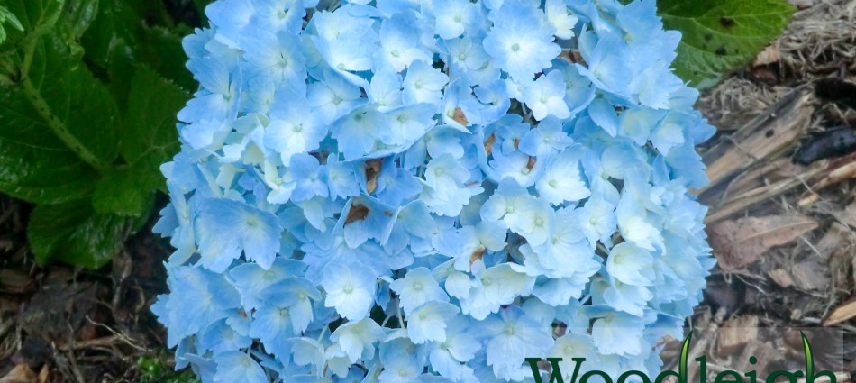 Hydrangea macrophylla Frillibet