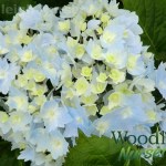 Hydrangea macrophylla Frillibet