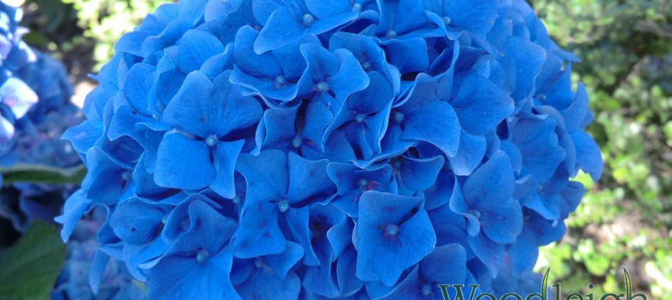 Hydrangea macrophylla Gartenbaudirektor Kuhnert