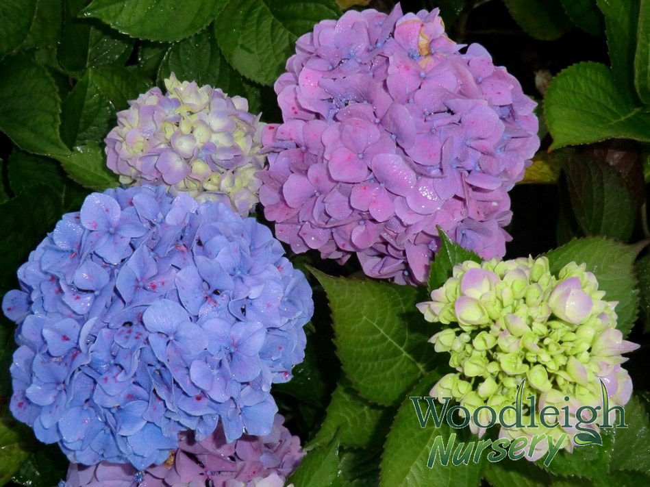 Hydrangea macrophylla Gartenbaudirektor Kuhnert