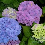 Hydrangea macrophylla Gartenbaudirektor Kuhnert