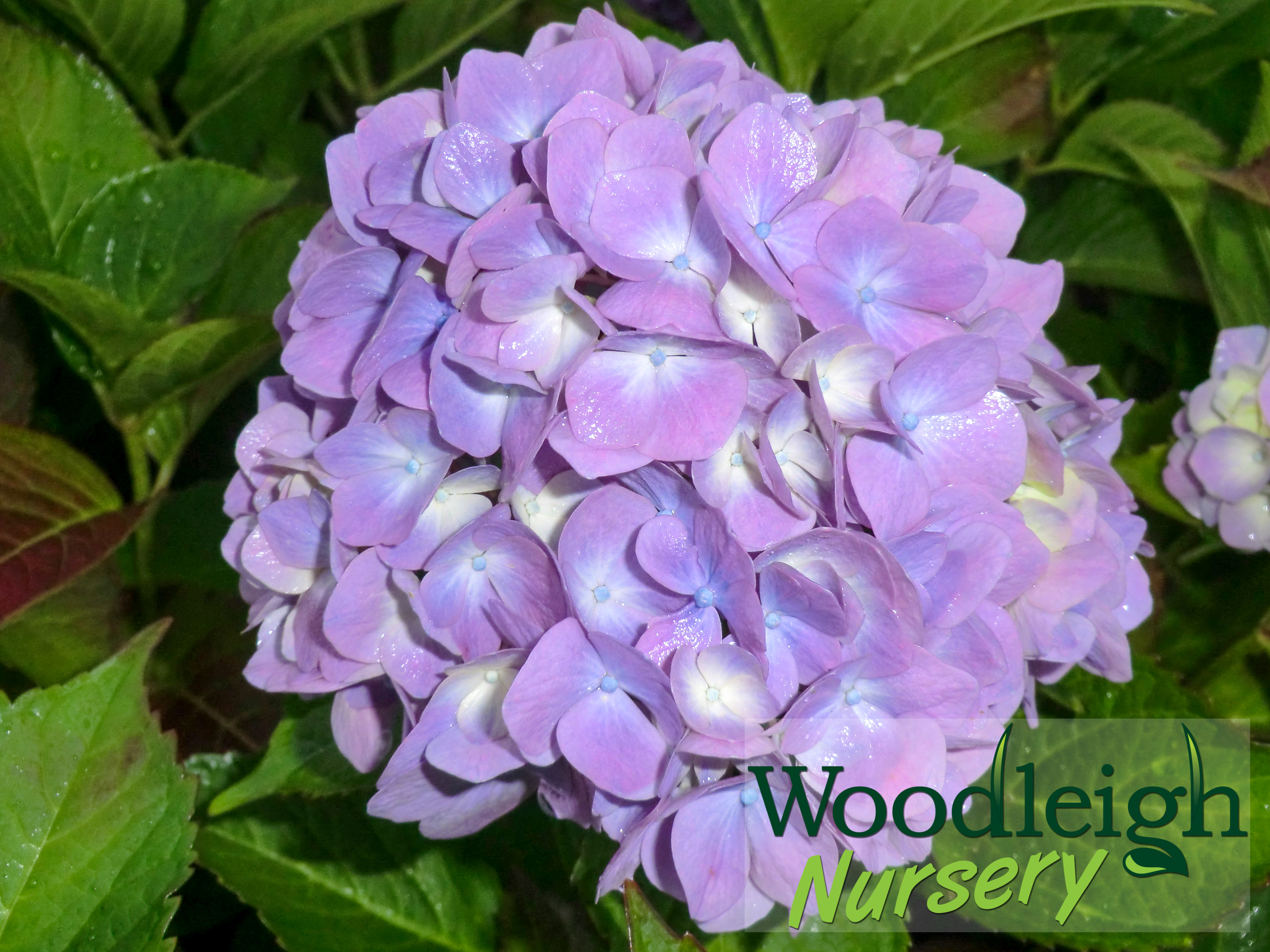 Hydrangea macrophylla Gartenbaudirektor Kuhnert (in lime soil)