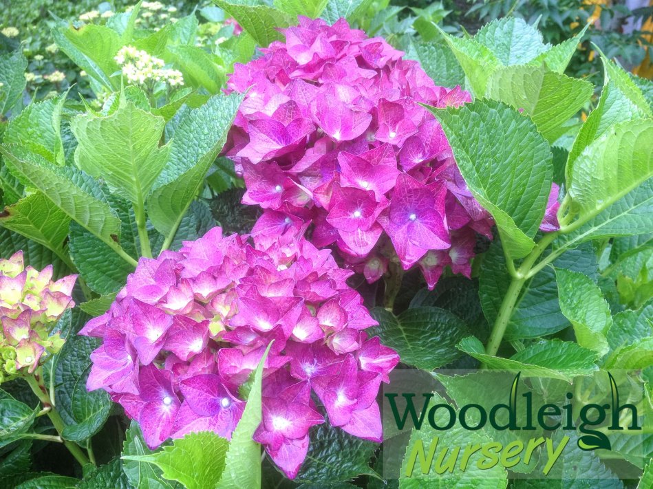 Hydrangea macrophylla Gentian (alkaline soil)