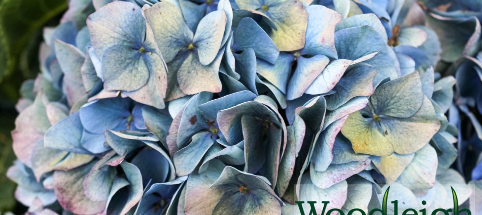Hydrangea macrophylla Gentian (antiqued)