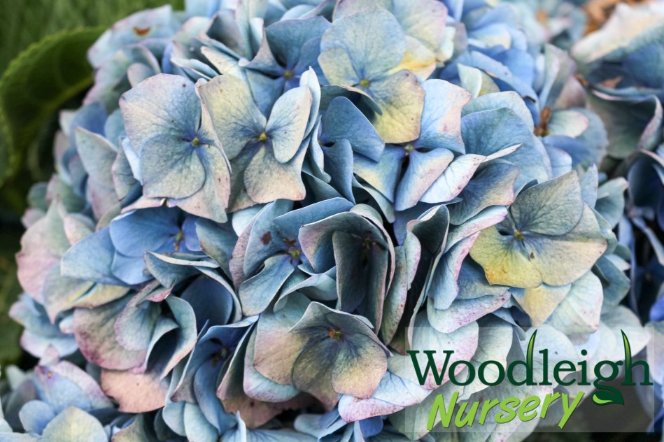 Hydrangea macrophylla Gentian (antiqued)