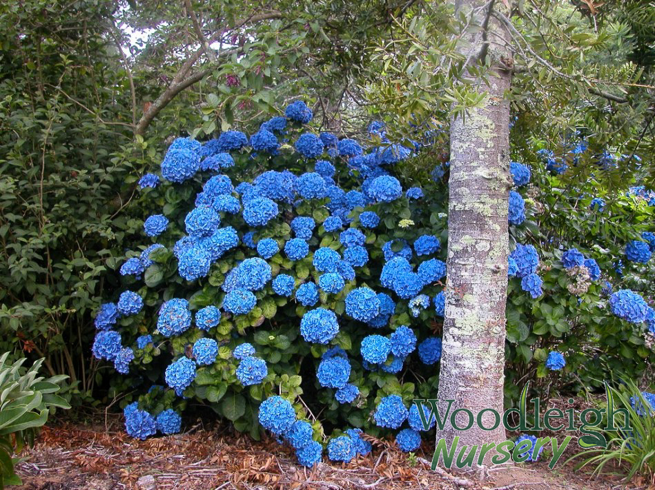 Hydrangea macrophylla Gentian (Enziandom)
