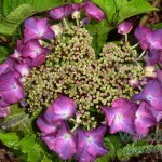 Hydrangea macrophylla Geoffrey Chadbund
