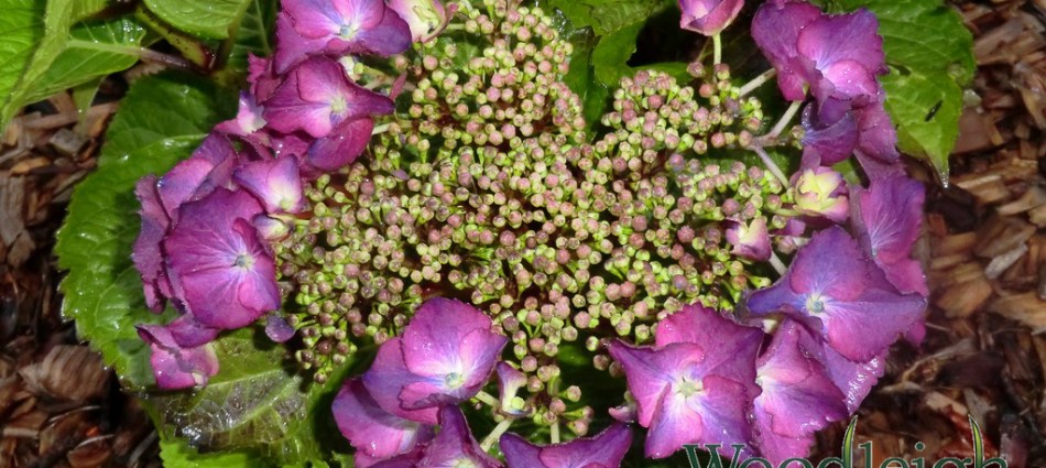 Hydrangea macrophylla Geoffrey Chadbund