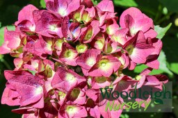Hydrangea macrophylla Green&nbsp;Shadow