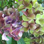 Hydrangea macrophylla Green Shadow