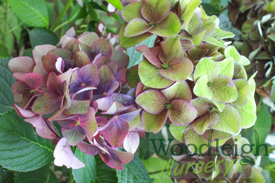 Hydrangea macrophylla Green Shadow
