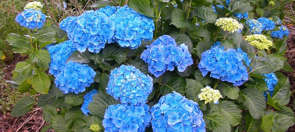 Hydrangea macrophylla Hamburg