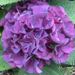 Hydrangea macrophylla Harry’s Red (acid)