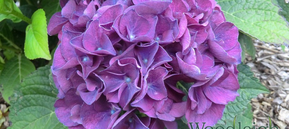 Hydrangea macrophylla Harry’s Red (acid)