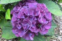 Hydrangea macrophylla Harry’s Red&nbsp;(acid)