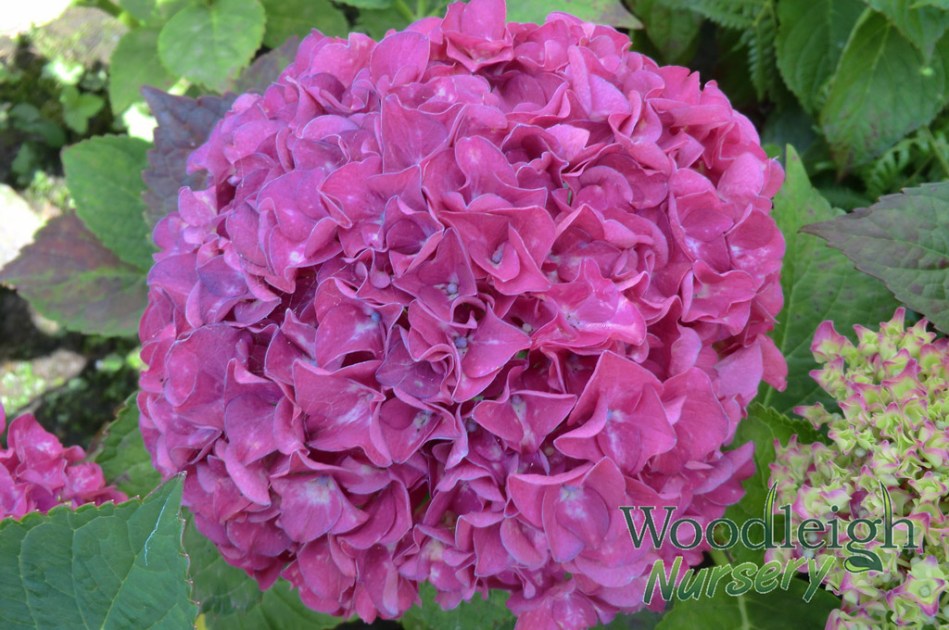 Hydrangea macrophylla Harry’s Red