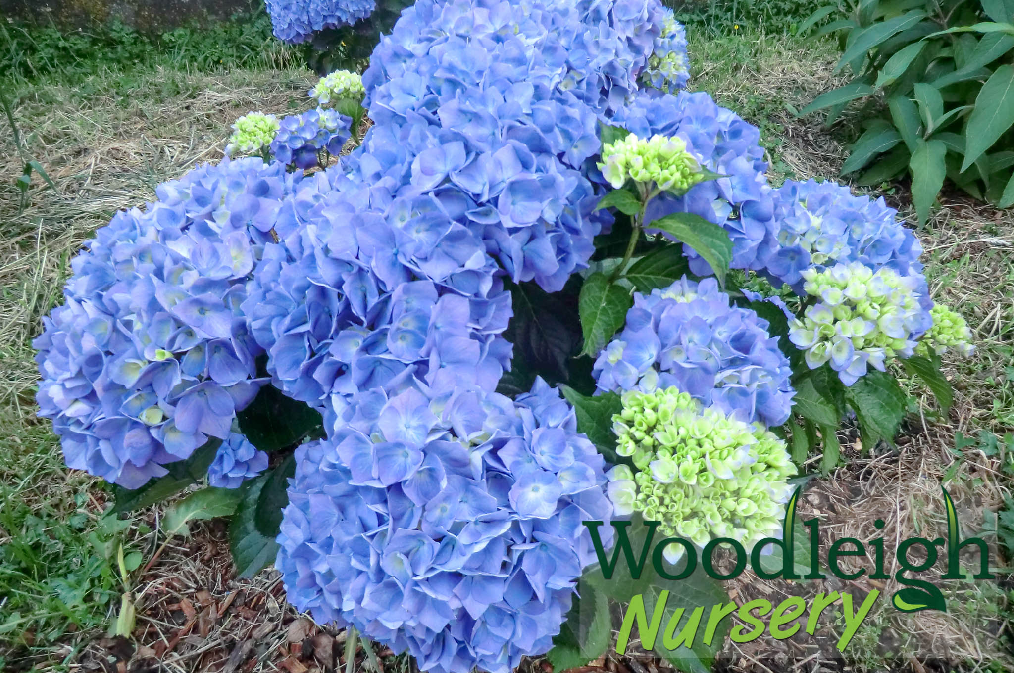 Hydrangea macrophylla Heinrich Seidel