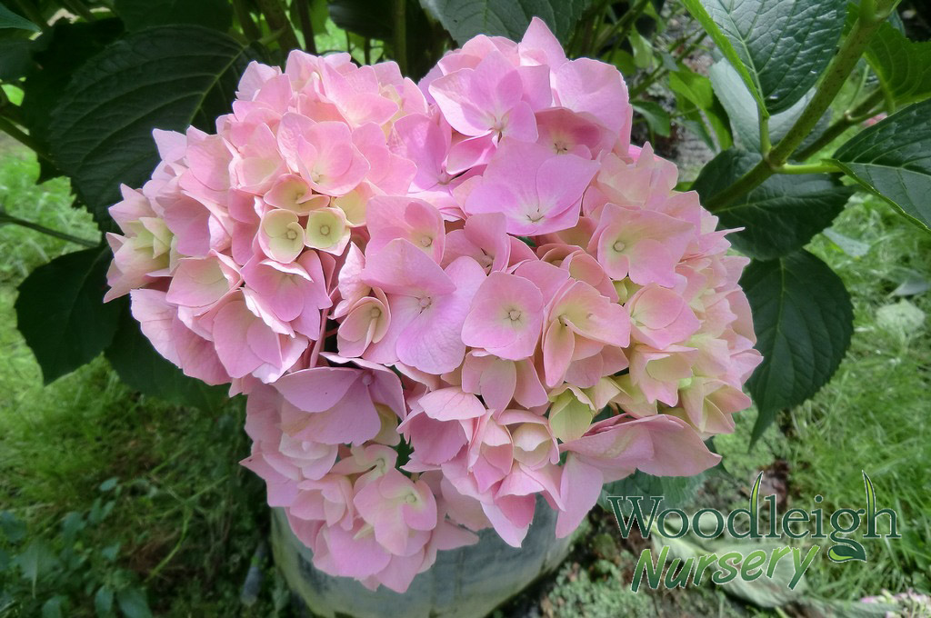 Hydrangea macrophylla Holstein January 2013