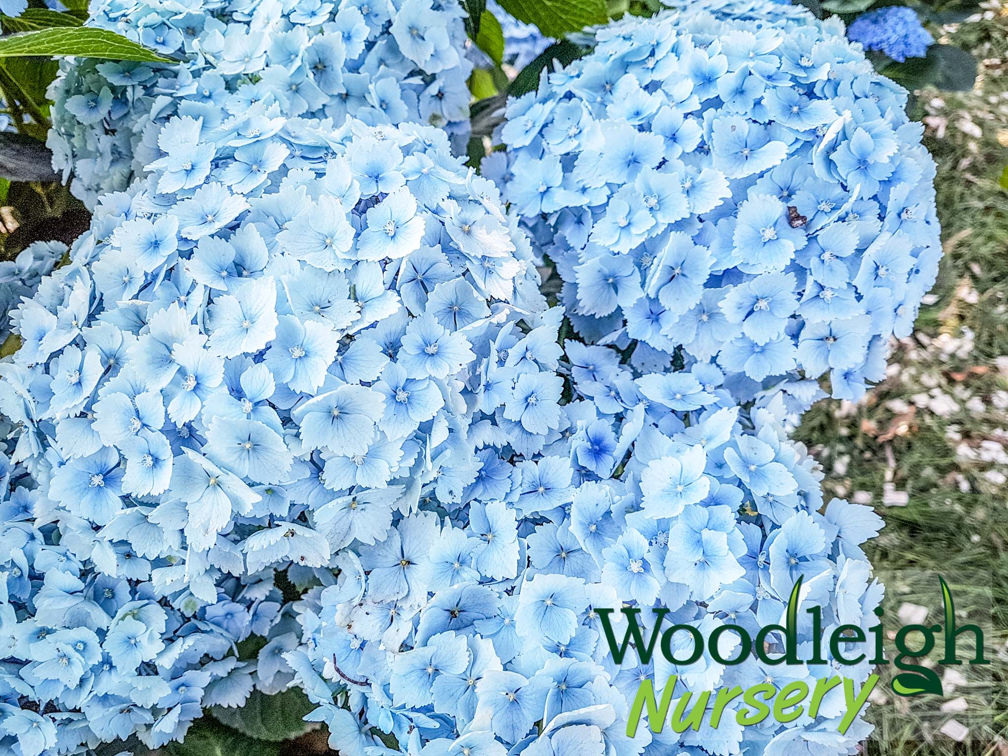 Hydrangea macrophylla Hopaline