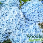 Hydrangea macrophylla Hopaline