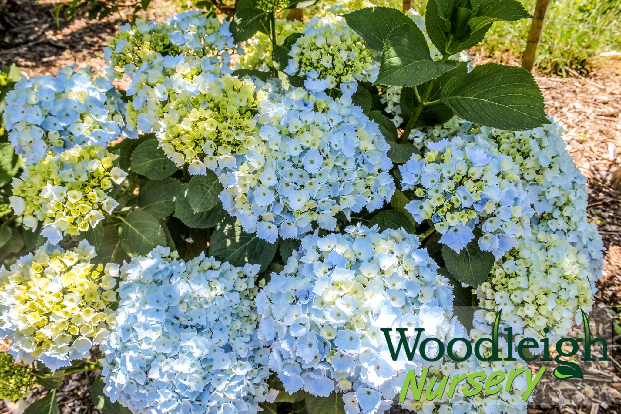 Hydrangea macrophylla Hopaline