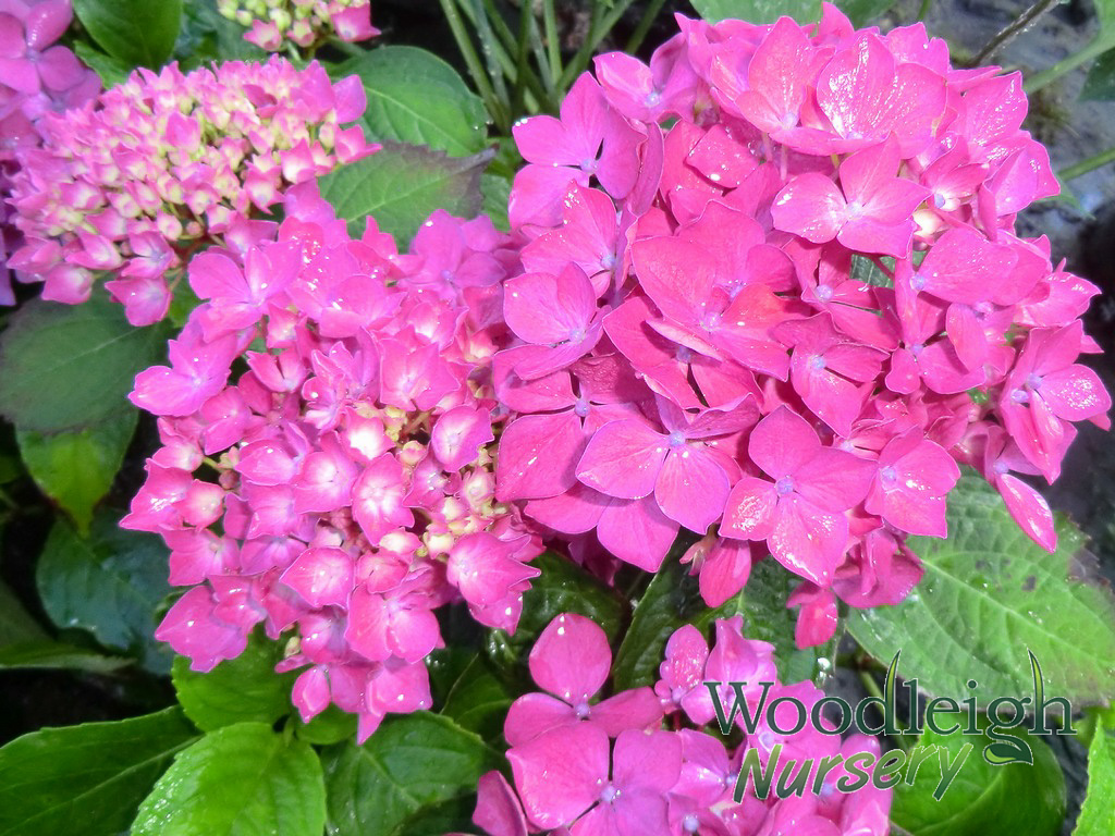 Hydrangea macrophylla Hornli (Success)