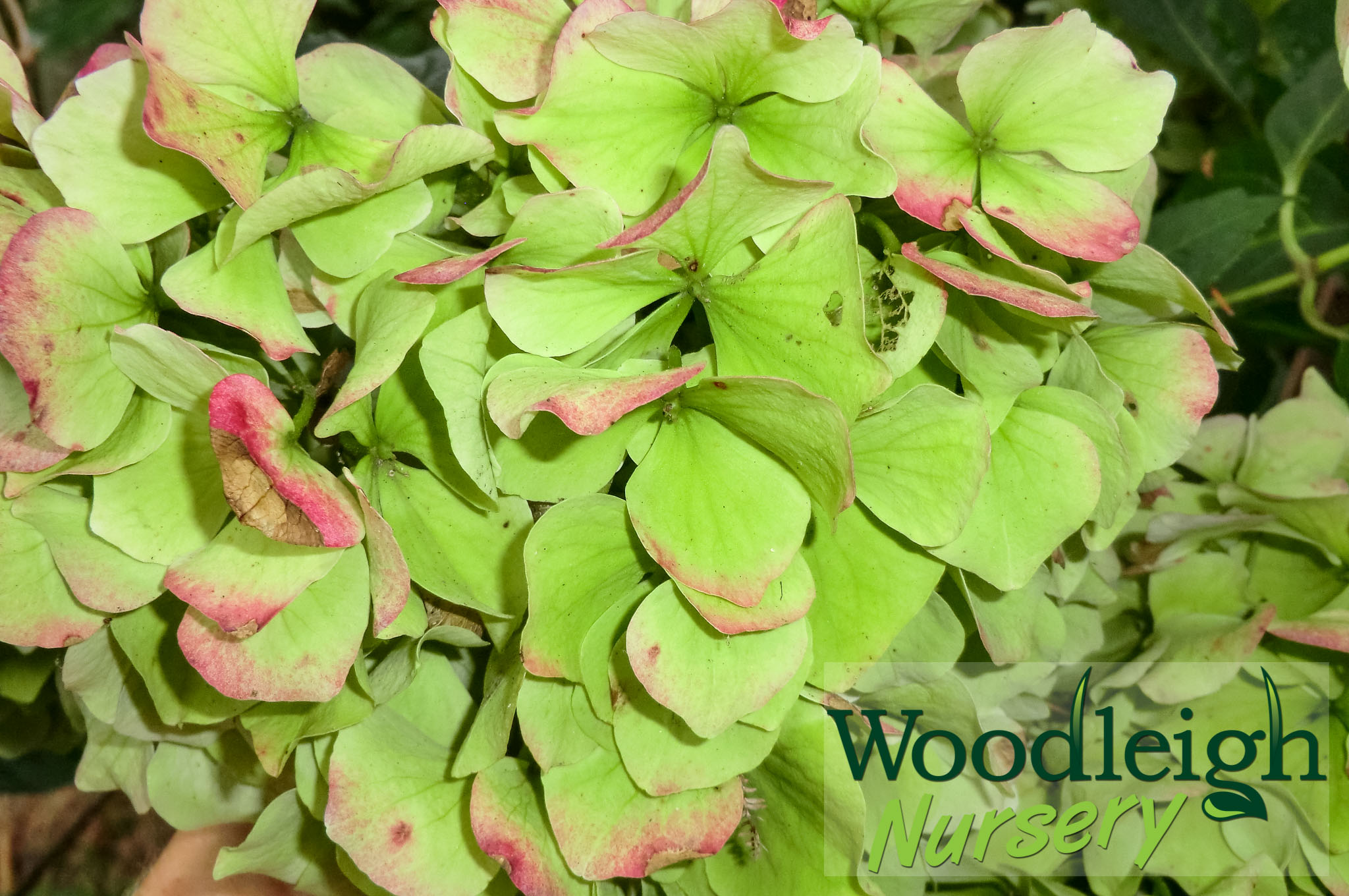 Hydrangea macrophylla Immaculata