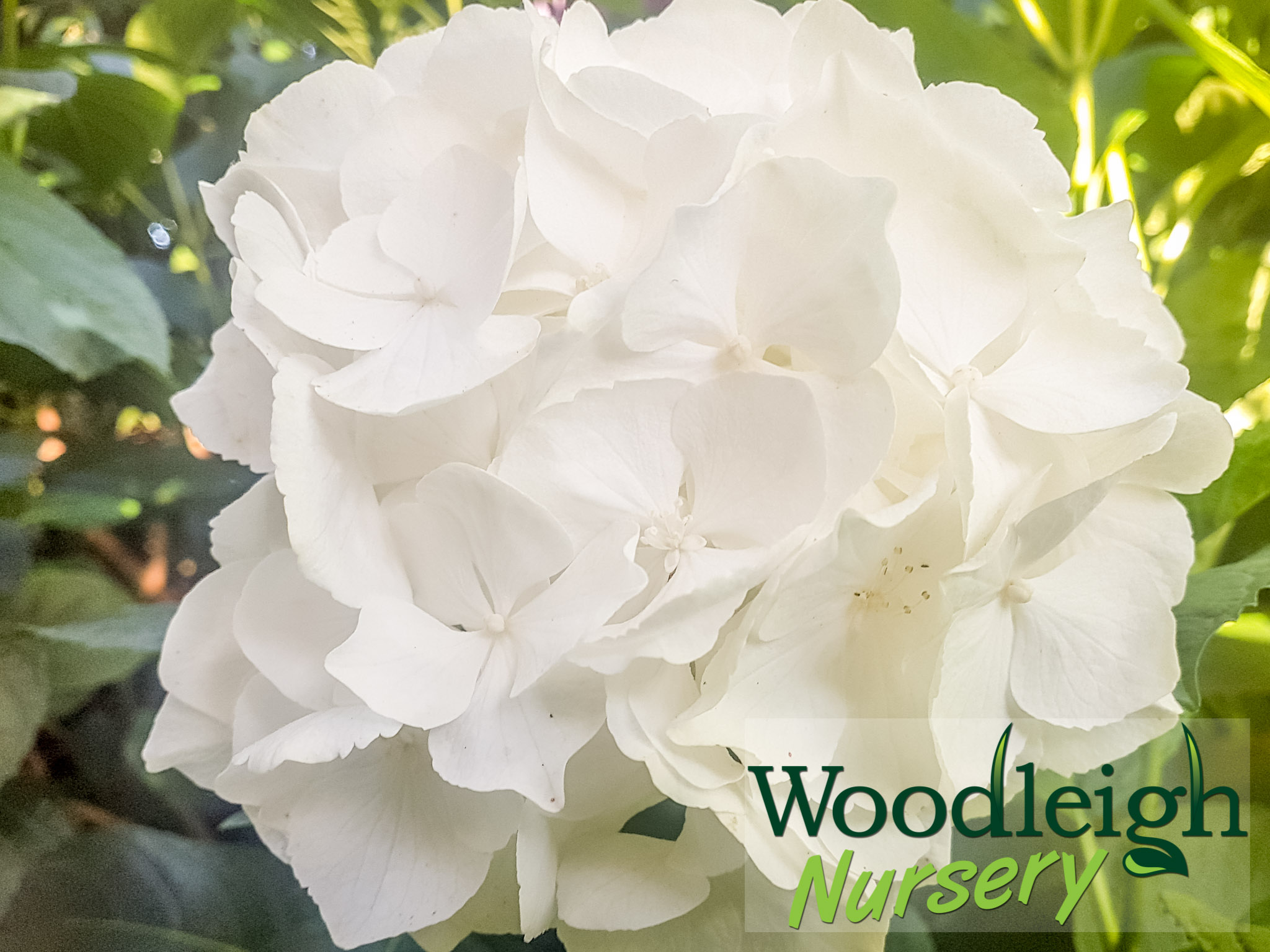 Hydrangea macrophylla Immaculata