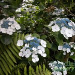 Hydrangea macrophylla Libelle (Teller White)