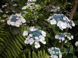 Hydrangea macrophylla Libelle (Teller&nbsp;White)
