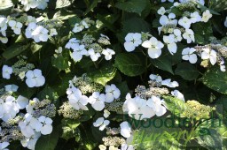 hydrangea-macrophylla-libelle-teller-white