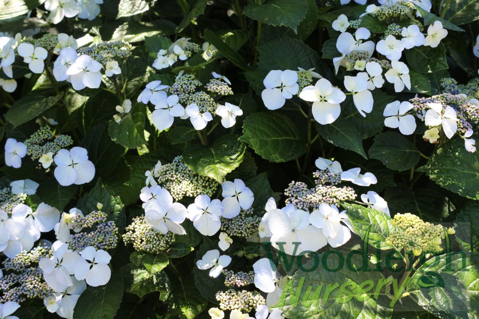 Hydrangea macrophylla Libelle (Teller White)