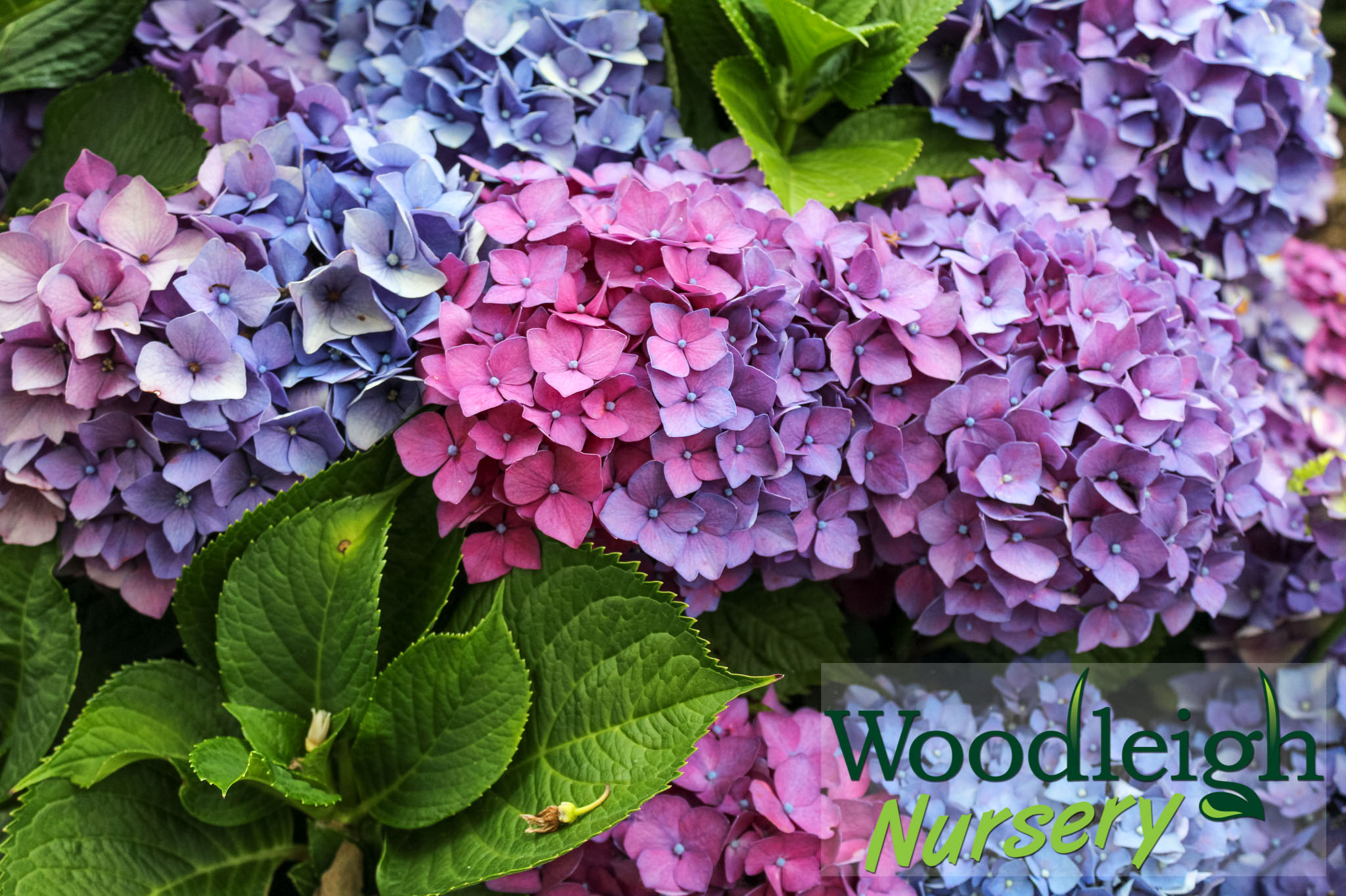Hydrangea macrophylla Lightfire (Leuchtfeuer)