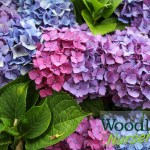 Hydrangea macrophylla Lightfire (Leuchtfeuer)