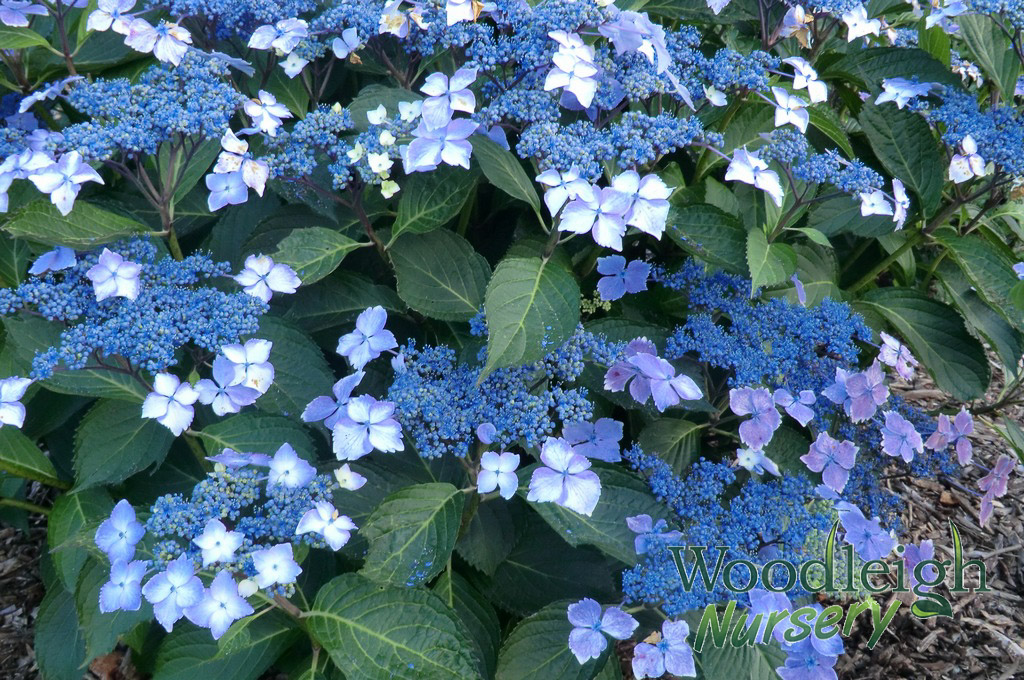Hydrangea macrophylla Lilacina