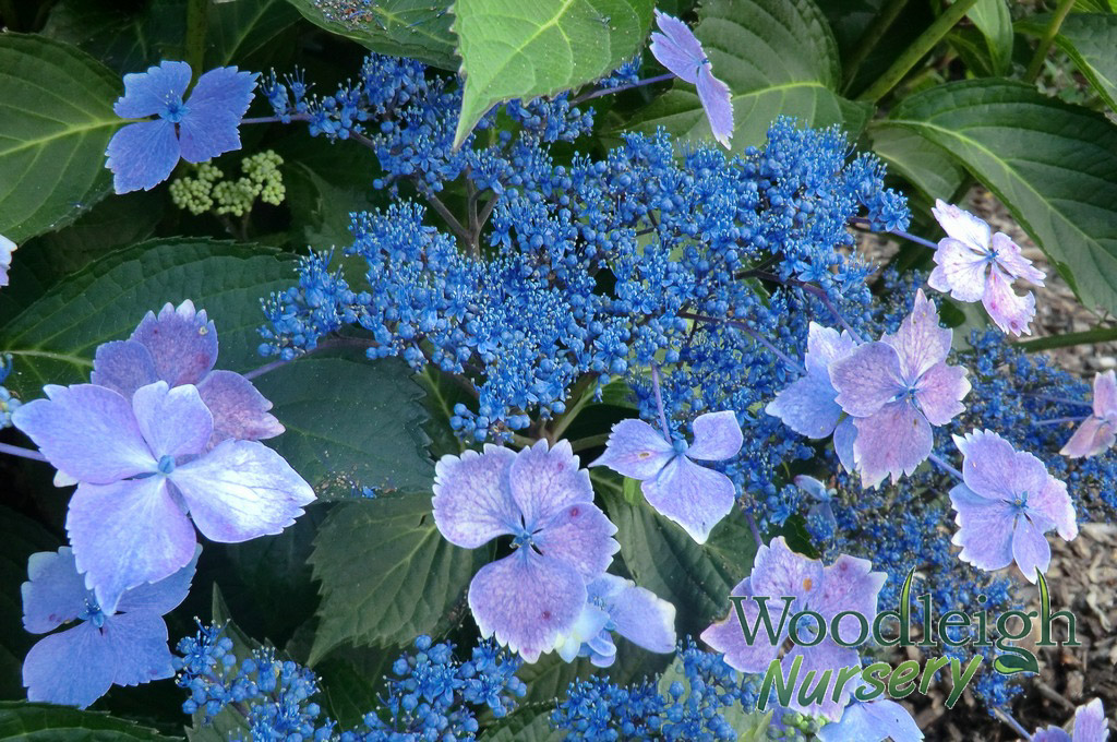 Hydrangea macrophylla Lilacina