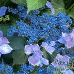 Hydrangea macrophylla Lilacina