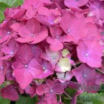Hydrangea macrophylla Madame Baardse