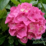 Hydrangea macrophylla Madame Cayeux